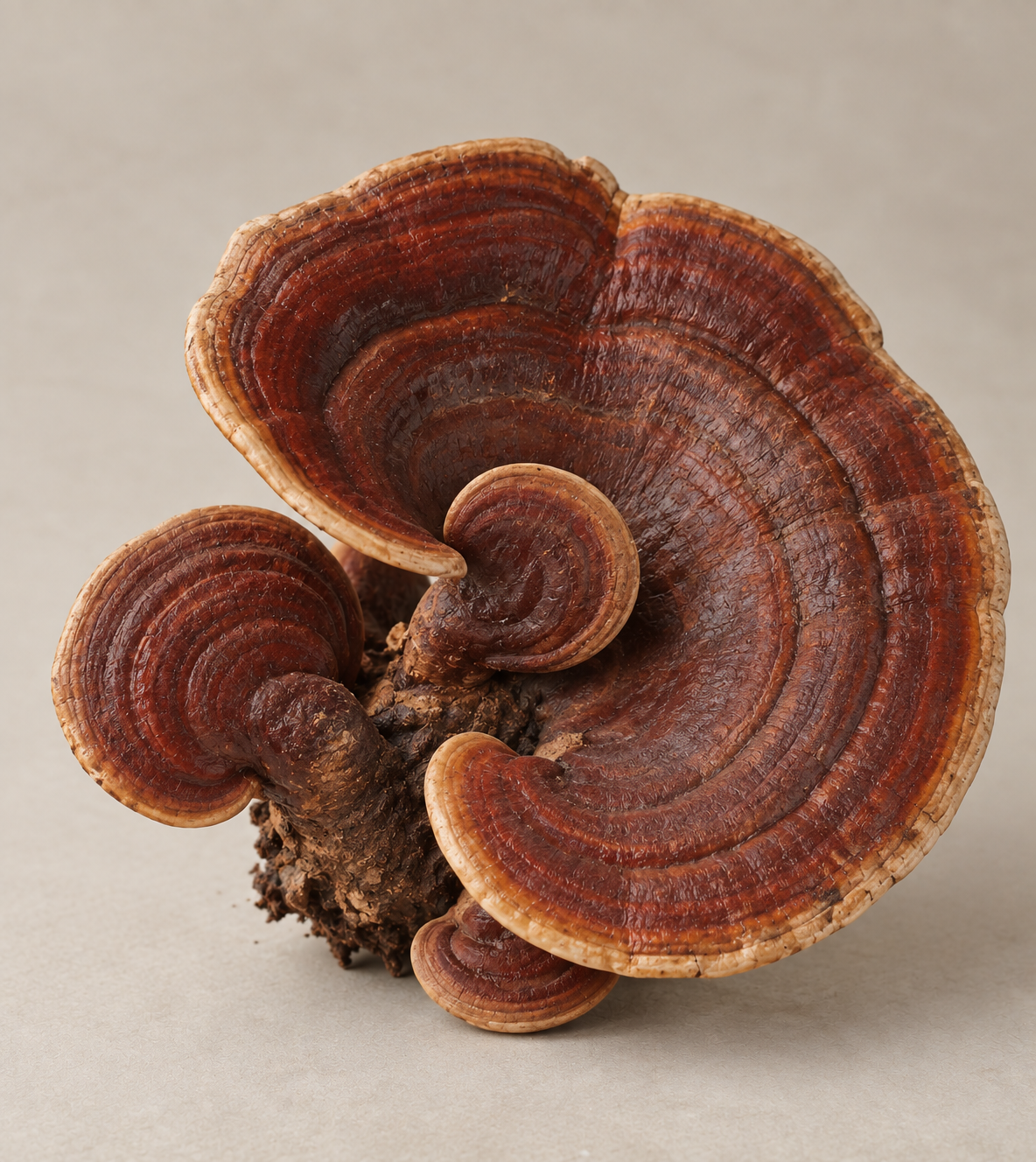 REISHI