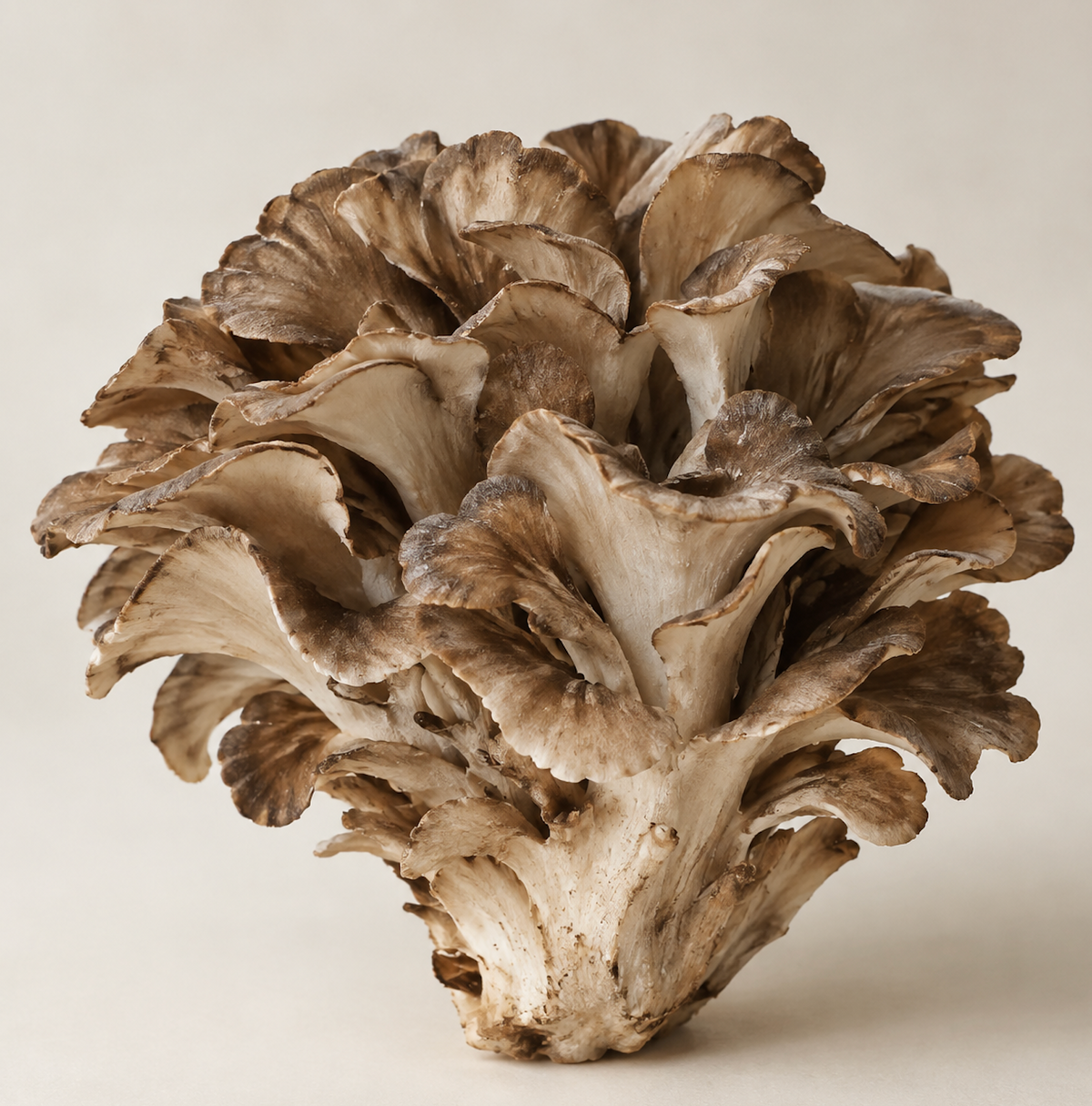MAITAKE